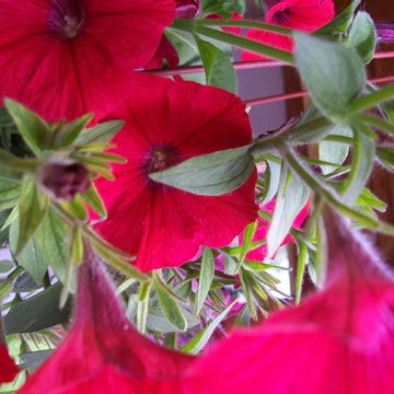 Lorem ipsum dolor sit amet