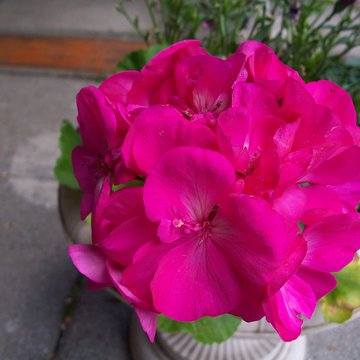 Lorem ipsum dolor sit amet