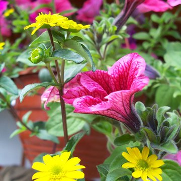 Lorem ipsum dolor sit amet