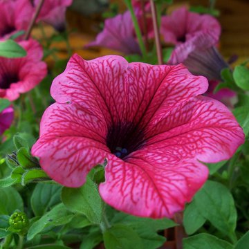 Lorem ipsum dolor sit amet