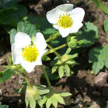 Lorem ipsum dolor sit amet