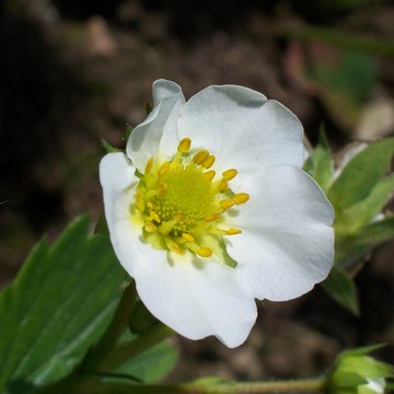 Lorem ipsum dolor sit amet