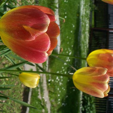 Lorem ipsum dolor sit amet