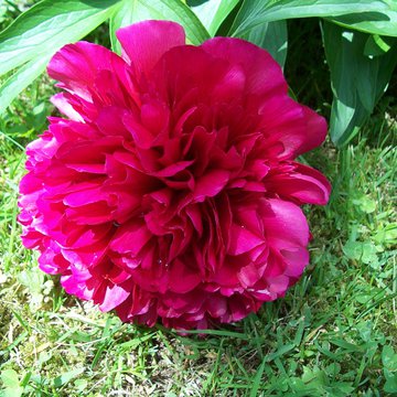 Lorem ipsum dolor sit amet