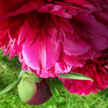 Lorem ipsum dolor sit amet