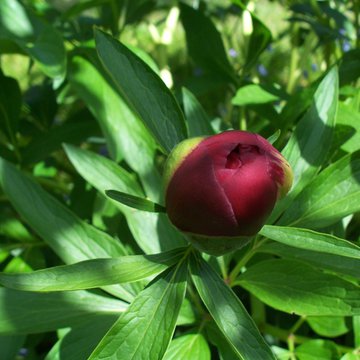 Lorem ipsum dolor sit amet