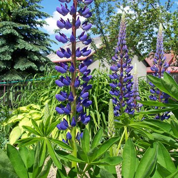 Lorem ipsum dolor sit amet