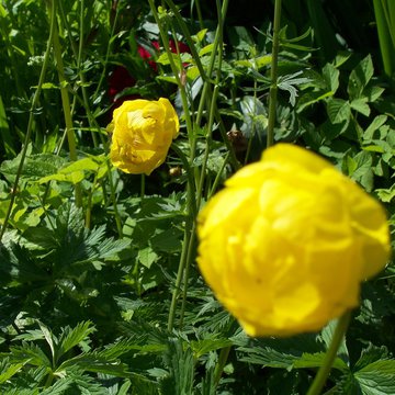 Lorem ipsum dolor sit amet