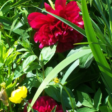 Lorem ipsum dolor sit amet