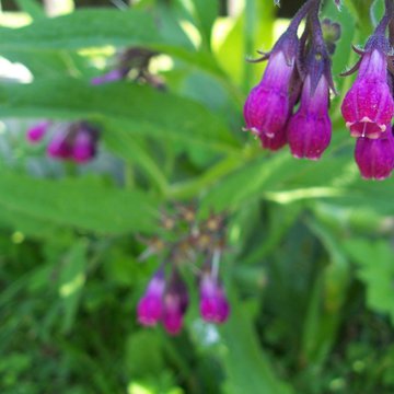 Lorem ipsum dolor sit amet