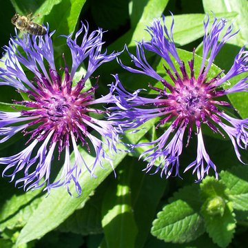 Lorem ipsum dolor sit amet