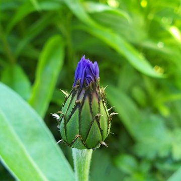 Lorem ipsum dolor sit amet