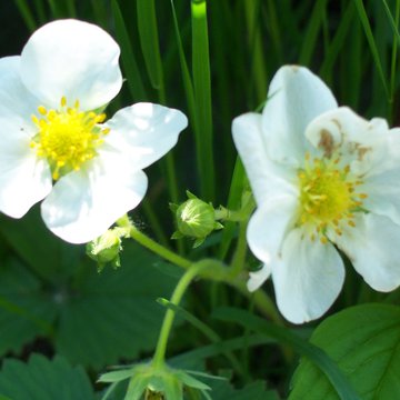 Lorem ipsum dolor sit amet