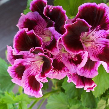 Lorem ipsum dolor sit amet