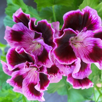 Lorem ipsum dolor sit amet