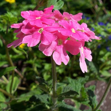 Lorem ipsum dolor sit amet