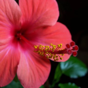 Lorem ipsum dolor sit amet