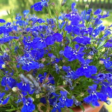 Lorem ipsum dolor sit amet