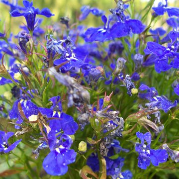 Lorem ipsum dolor sit amet