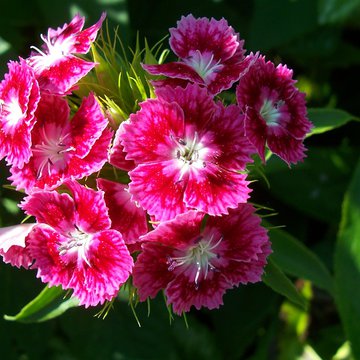 Lorem ipsum dolor sit amet