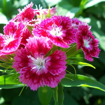 Lorem ipsum dolor sit amet