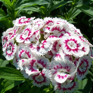 Lorem ipsum dolor sit amet