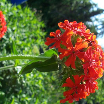 Lorem ipsum dolor sit amet