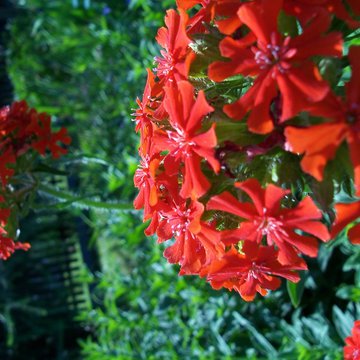 Lorem ipsum dolor sit amet