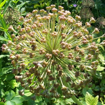 Lorem ipsum dolor sit amet