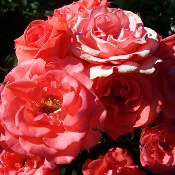 Lorem ipsum dolor sit amet