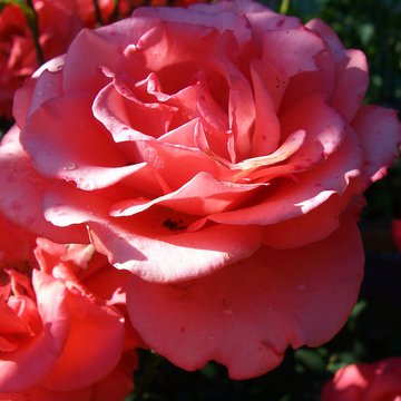 Lorem ipsum dolor sit amet