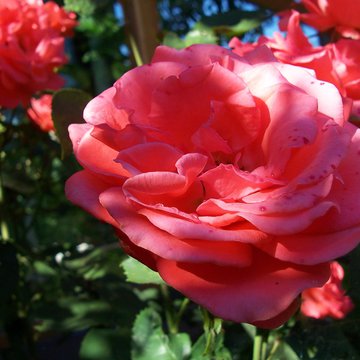 Lorem ipsum dolor sit amet