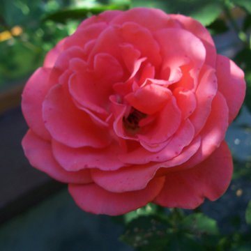 Lorem ipsum dolor sit amet