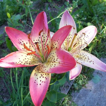 Lorem ipsum dolor sit amet