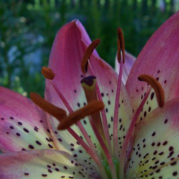 Lorem ipsum dolor sit amet