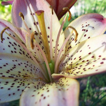 Lorem ipsum dolor sit amet