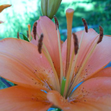 Lorem ipsum dolor sit amet