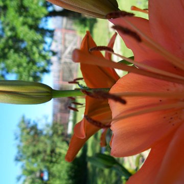 Lorem ipsum dolor sit amet