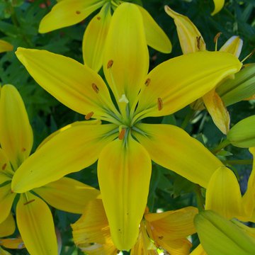 Lorem ipsum dolor sit amet