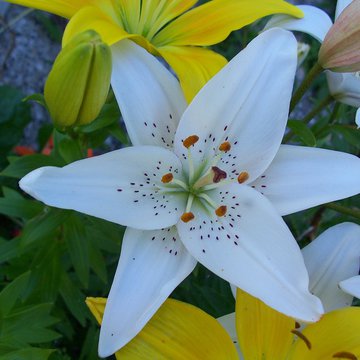 Lorem ipsum dolor sit amet