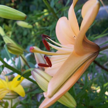 Lorem ipsum dolor sit amet