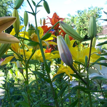 Lorem ipsum dolor sit amet