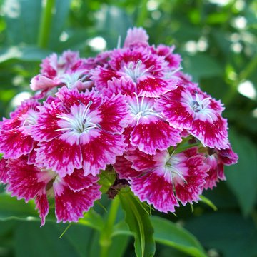 Lorem ipsum dolor sit amet