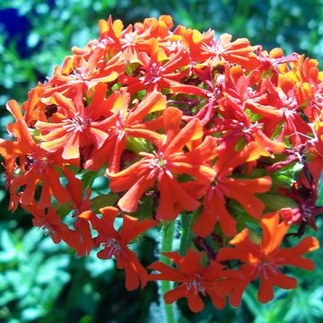 Lorem ipsum dolor sit amet