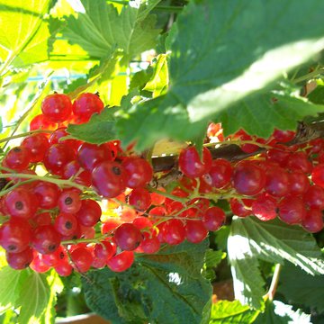 Lorem ipsum dolor sit amet