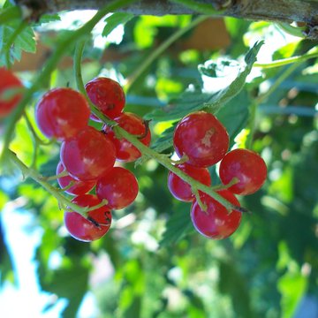 Lorem ipsum dolor sit amet