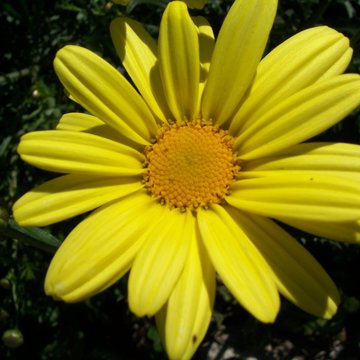 Lorem ipsum dolor sit amet