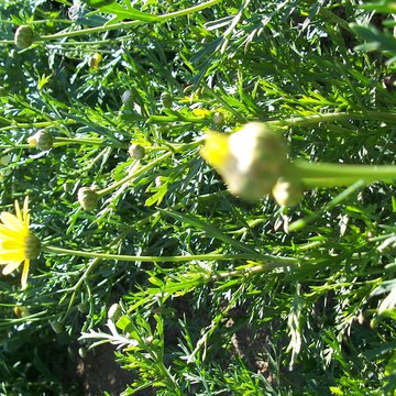 Lorem ipsum dolor sit amet