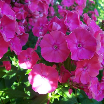 Lorem ipsum dolor sit amet