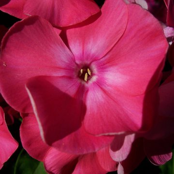 Lorem ipsum dolor sit amet